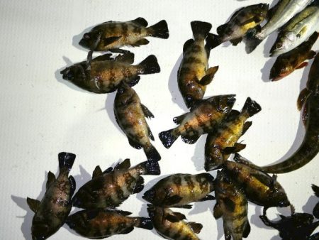 TOPGUN名古屋 釣果