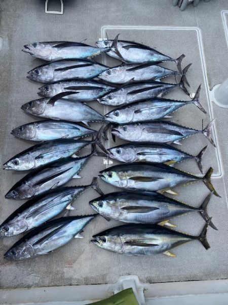 へいみつ丸 釣果