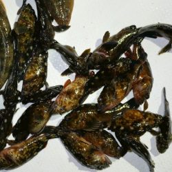 TOPGUN名古屋 釣果