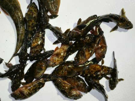 TOPGUN名古屋 釣果