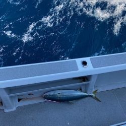 へいみつ丸 釣果