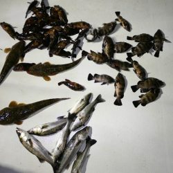 TOPGUN名古屋 釣果