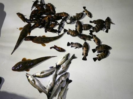 TOPGUN名古屋 釣果