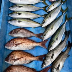 まるいち丸 ZERO-1 釣果