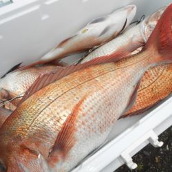 こうゆう丸 釣果