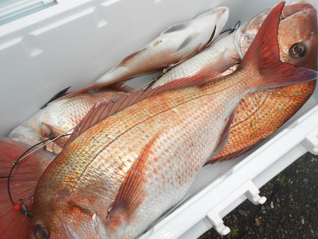 こうゆう丸 釣果