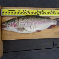 志高湖フィッシング 釣果