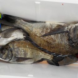 千鳥丸 釣果