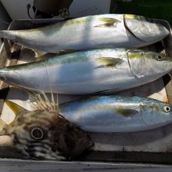 フィッシングボート空風(そらかぜ) 釣果