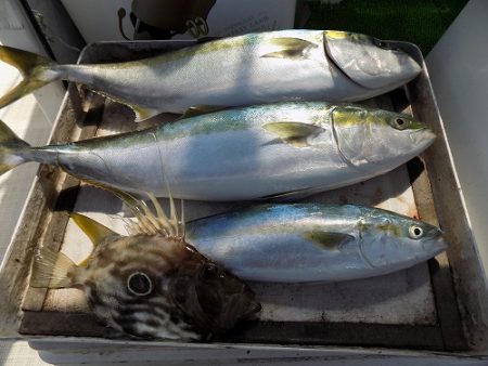 フィッシングボート空風(そらかぜ) 釣果