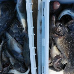 釣り船一番星 釣果