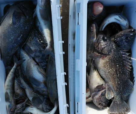 釣り船一番星 釣果