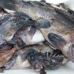 釣り船一番星 釣果