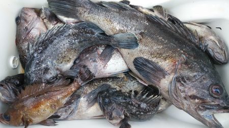 釣り船一番星 釣果