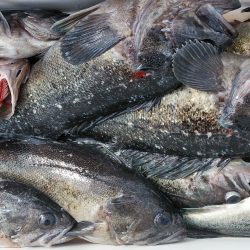 釣り船一番星 釣果