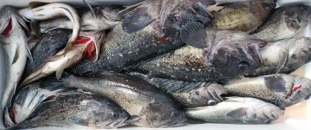 釣り船一番星 釣果