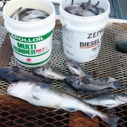 釣り船一番星 釣果