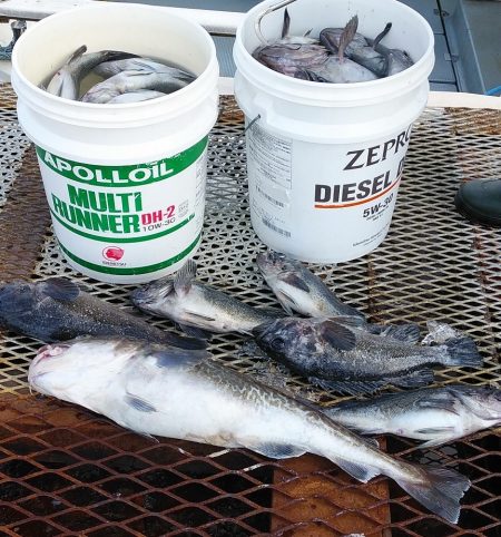 釣り船一番星 釣果