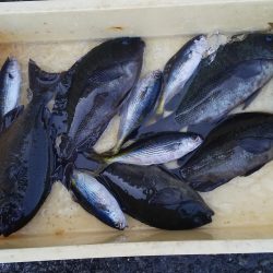 伊豆下田フィッシング 釣果