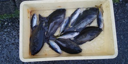 伊豆下田フィッシング 釣果