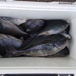 伊豆下田フィッシング 釣果