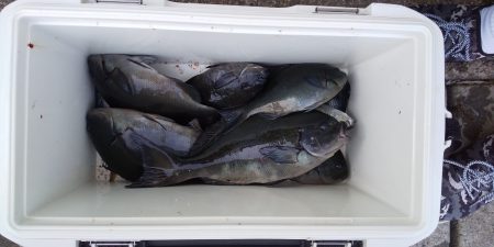 伊豆下田フィッシング 釣果