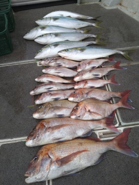 飛燕さくら丸 釣果