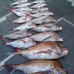 飛燕さくら丸 釣果