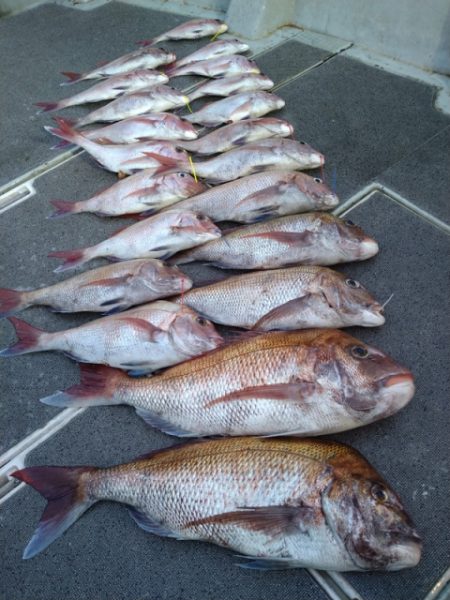 飛燕さくら丸 釣果