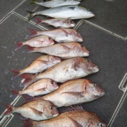 飛燕さくら丸 釣果