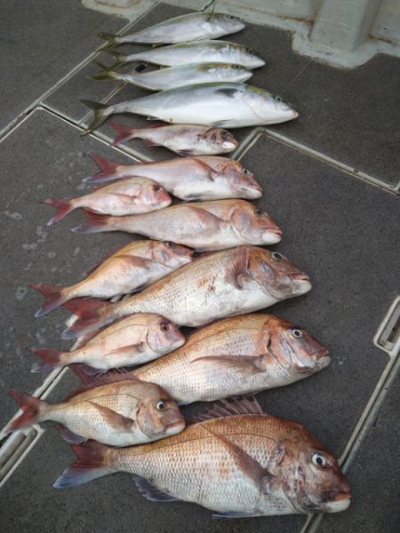 飛燕さくら丸 釣果