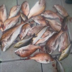 フィッシング太陽 釣果