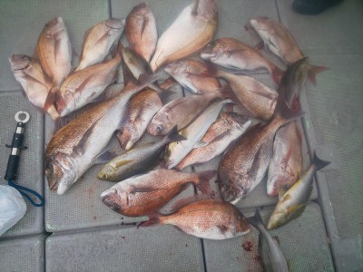 フィッシング太陽 釣果