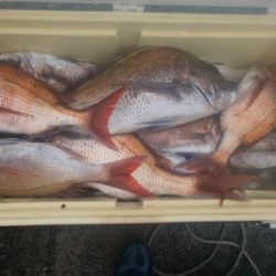 フィッシング太陽 釣果