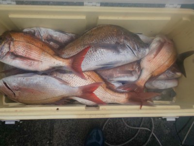 フィッシング太陽 釣果