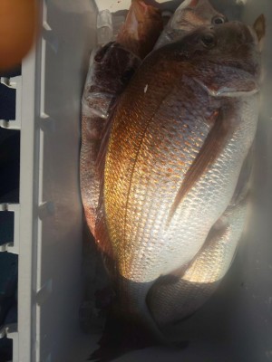 フィッシング太陽 釣果