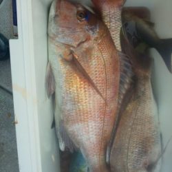 フィッシング太陽 釣果