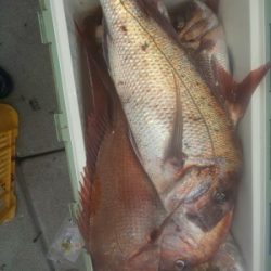 フィッシング太陽 釣果