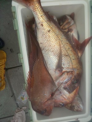 フィッシング太陽 釣果