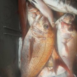 フィッシング太陽 釣果