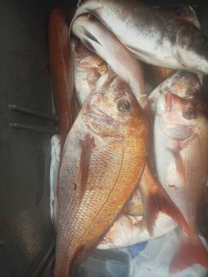 フィッシング太陽 釣果