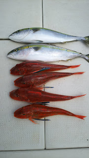 釣り舟　海竜 釣果