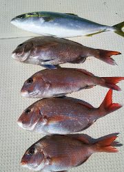 釣り舟 海竜 釣果