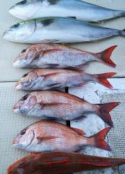 釣り舟　海竜 釣果