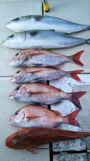 釣り舟　海竜 釣果