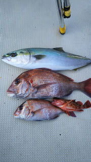 釣り舟　海竜 釣果