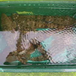 深川　吉野屋 釣果