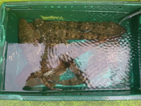 深川　吉野屋 釣果