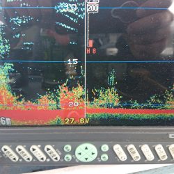 深川　吉野屋 釣果