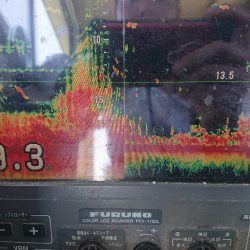 深川 吉野屋 釣果